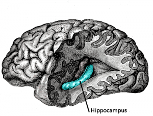 hippocampus hippocampus