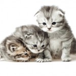Three little kittens