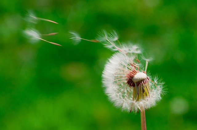 dandelion seeds blowing off the flower