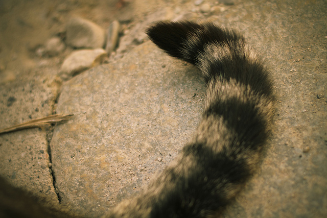 cat tail on side walk