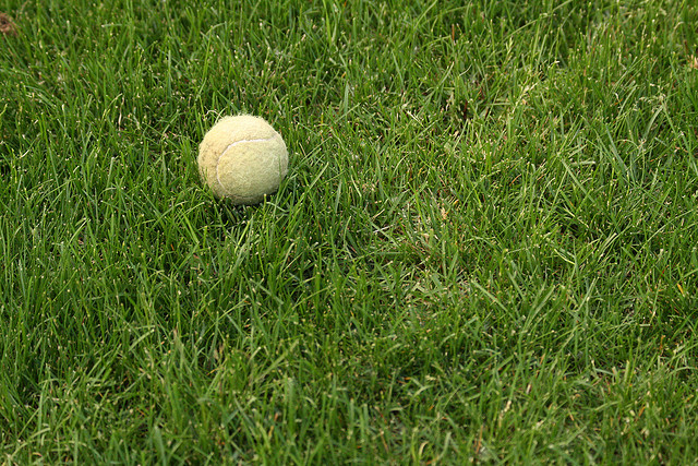 tennis ball in grassy lawn