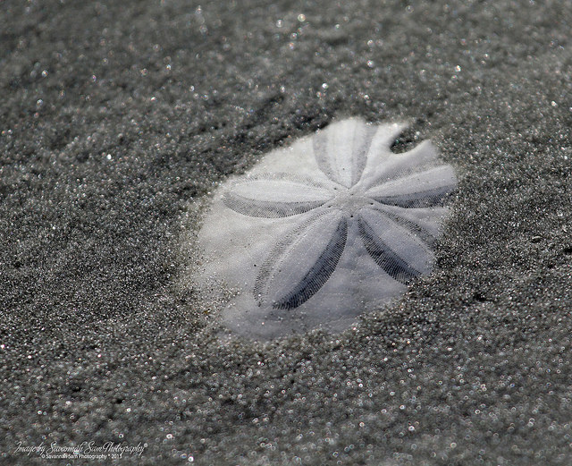 Sand Dollar poking out of sand