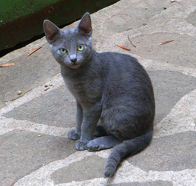 gray cat on stone walkway