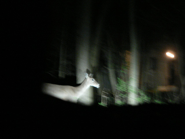 deer in night on side of road