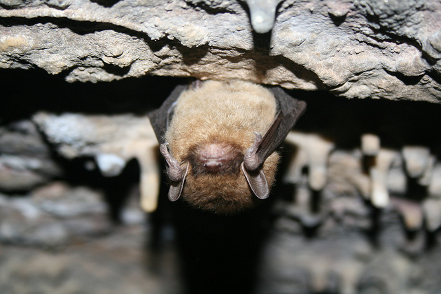little brown bat hanging upside down in cave with small stalagtites