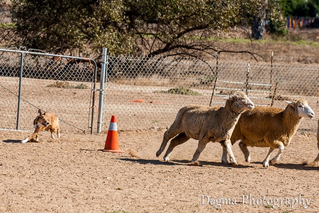 author's dog herding sheep around a corner