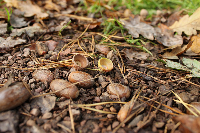 acrons and acron shells on the ground with twigs