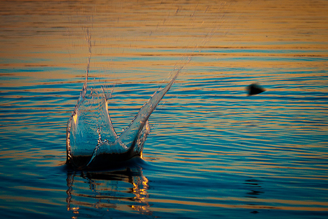 splash of water on lake with glow of sun