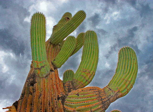 close up shot of saguaro cactus from bottom, looking up into ominous sky