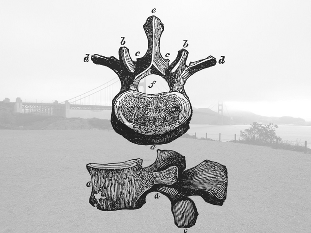 vintage medical drawing of a neck vertabrae over faded image of golden gate bridge park