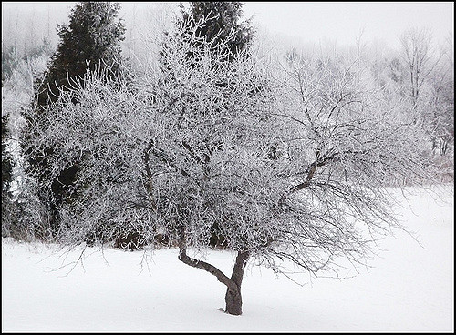 apple tree covered in snow in winter