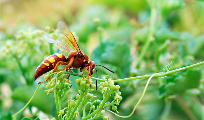 close up shot of a cicada killer insect on a green plant