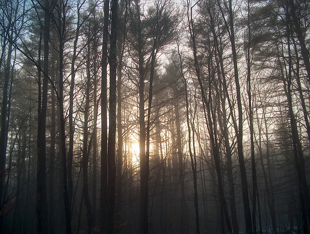 tall pine strees with sun shining through