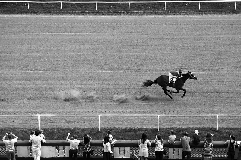 horse track with one horse and jockey