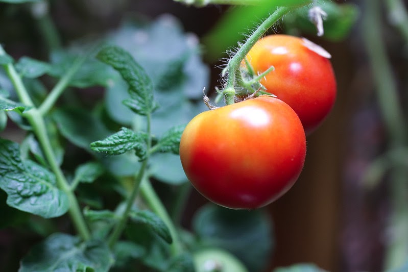 close up of two perfect tomatoes by Bart Heird