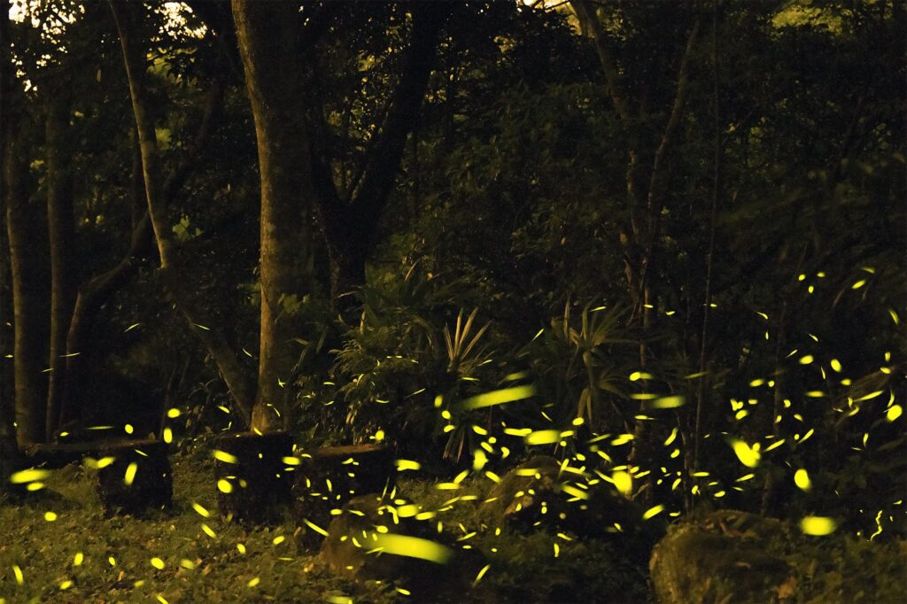 enchanting wooded area