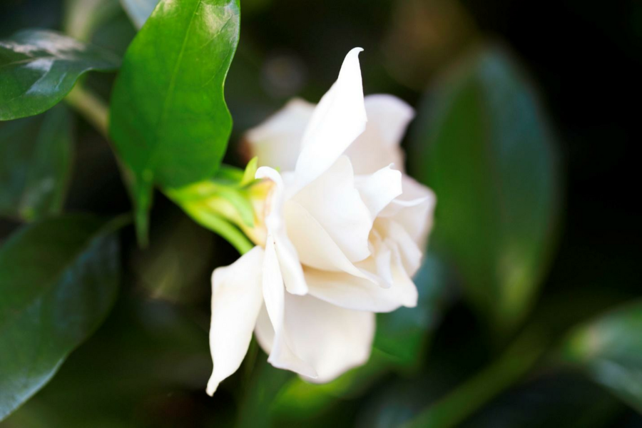 single blooming flower