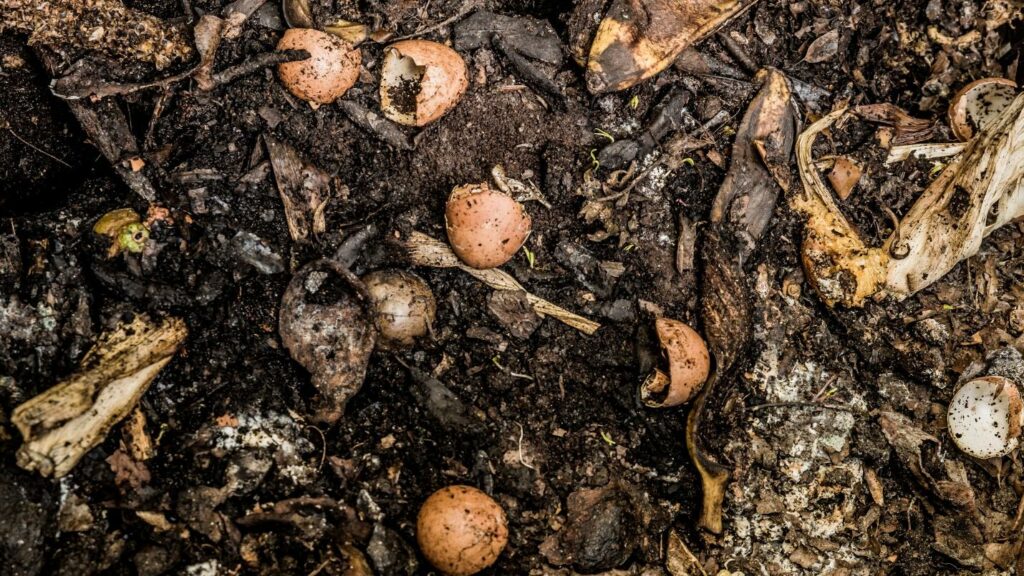 A close up of a compost pile -- ground covered with broken egg shells,  banana peels, and other organic items