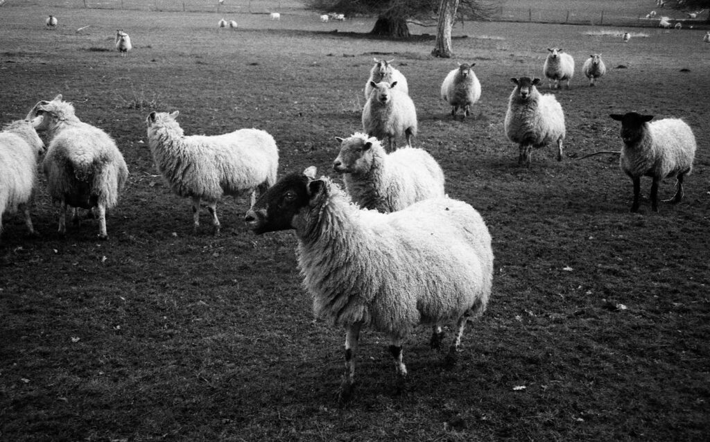 A flock of sheep in a field