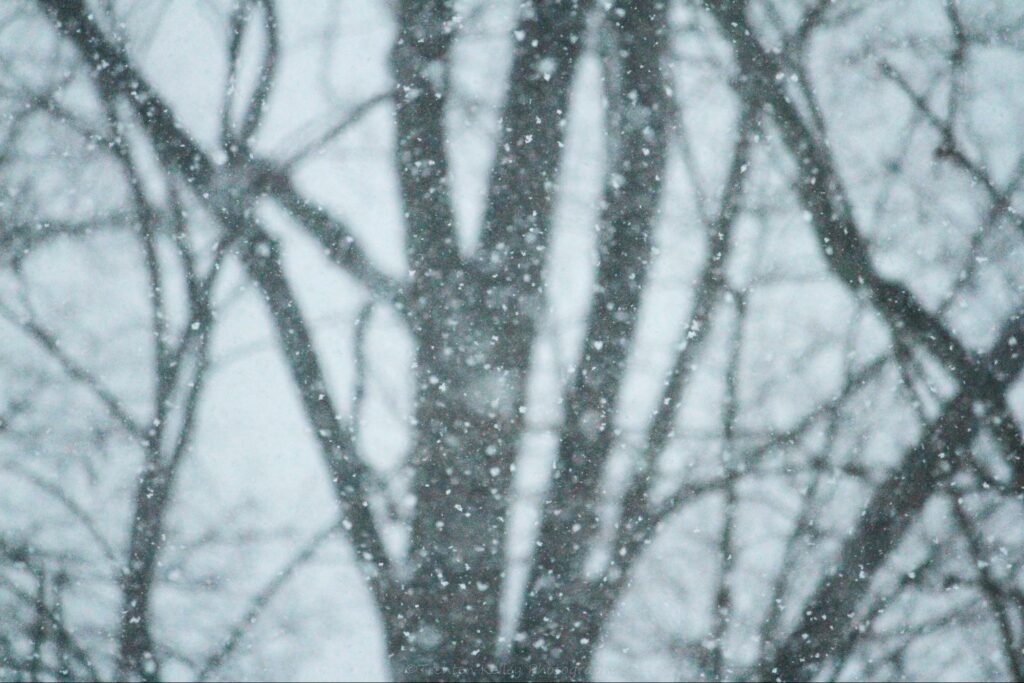 snowy trees on a gray day