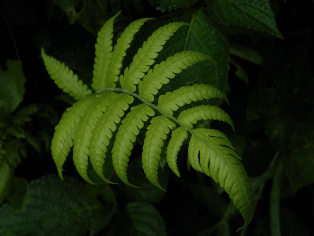 Close of of fern leaves