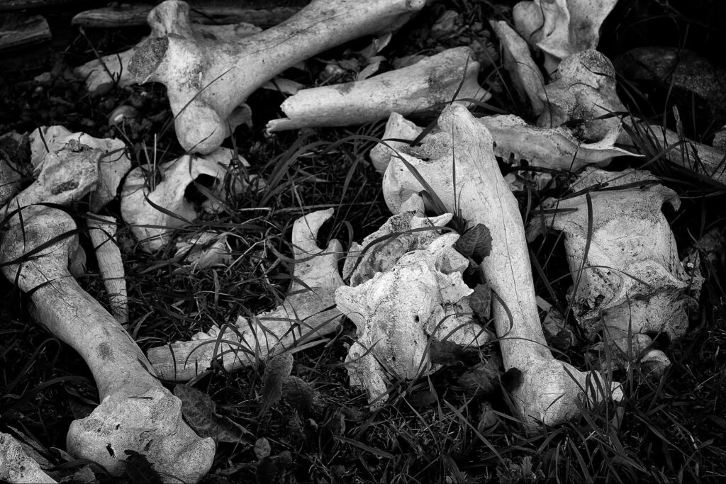 pile of moose bones