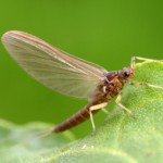mayfly on leaf