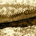 close up of boa constrictor scales
