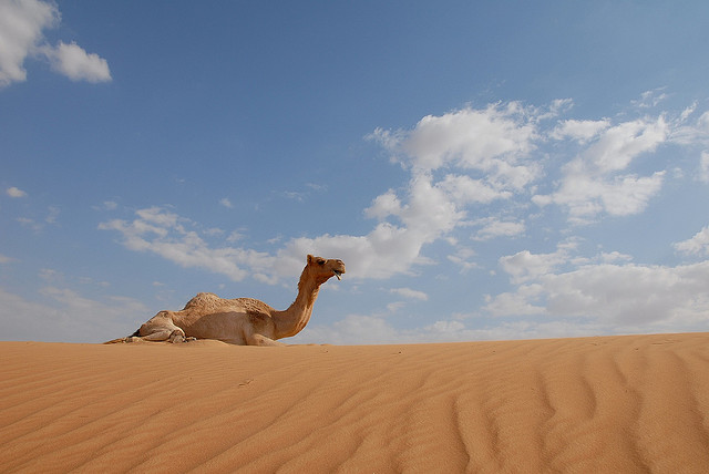 camel-in-sand