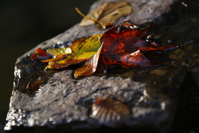 wet-leaves on a rocl