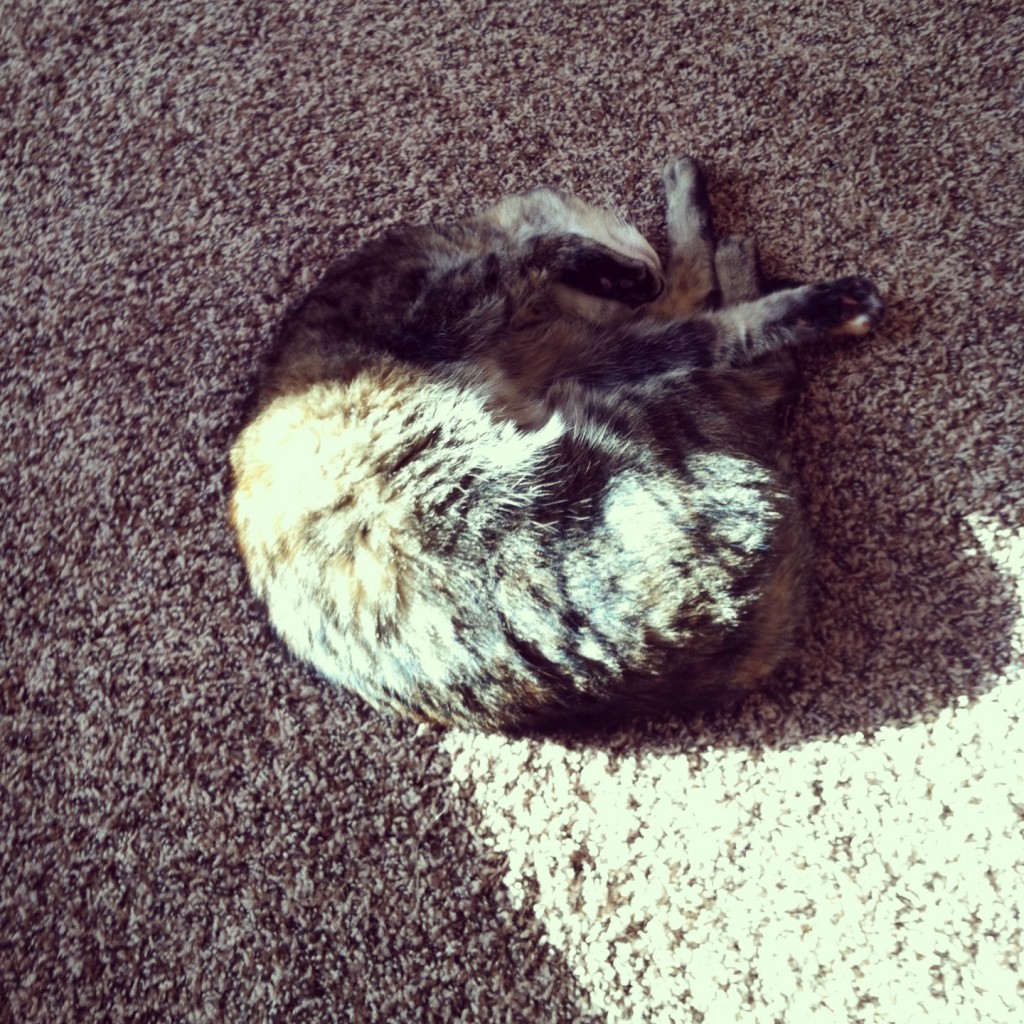 Cat in square of sunshine