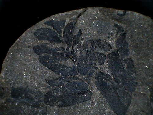 Fern fossil