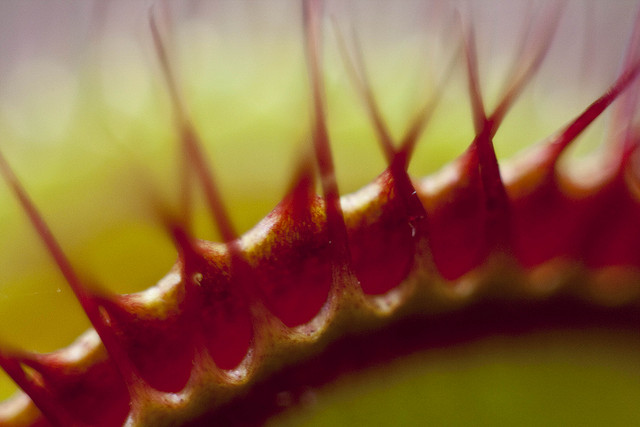 Close up of venus flytrap