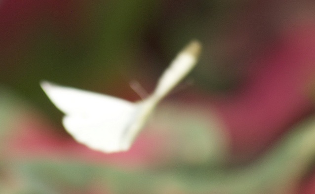 yellow-butterfly-blurry