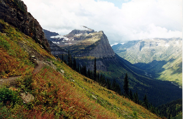 glaciern national park mountain meadow