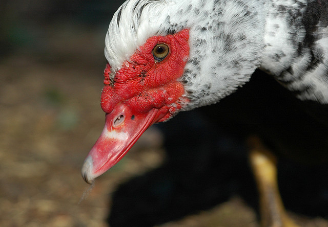 Close up of muscovy duck red beak and bumps on head