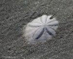 Sand Dollar poking out of sand