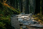 trail ahead, tall leafy trees, at dusk