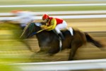 race horse with background blurred to show speed