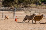 author's dog herding sheep around a corner