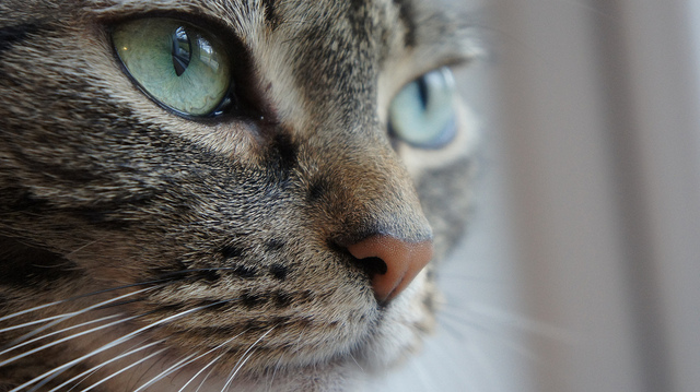 close up of tabby cat with big green eyes