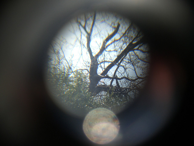 Looking at tree through bincoluars