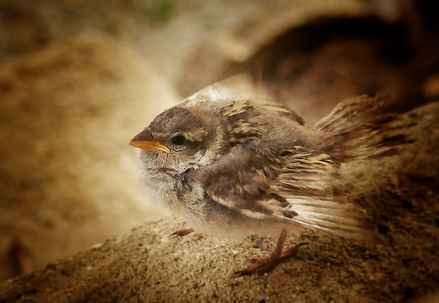 baby sparrow on branch