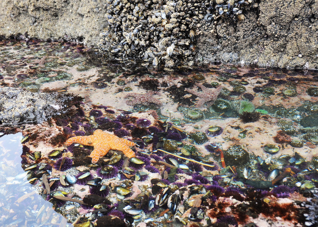 a tide pool -- rocky pools with water -- filled with starfish and other urchin-like creatures