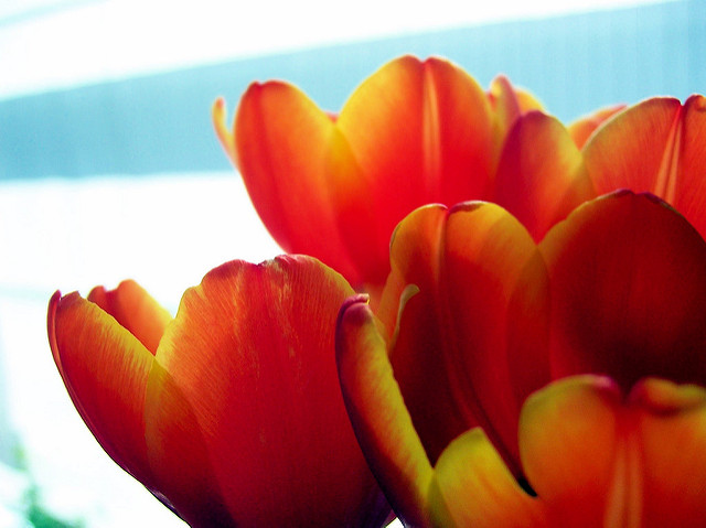 Ornage tulips close up shot