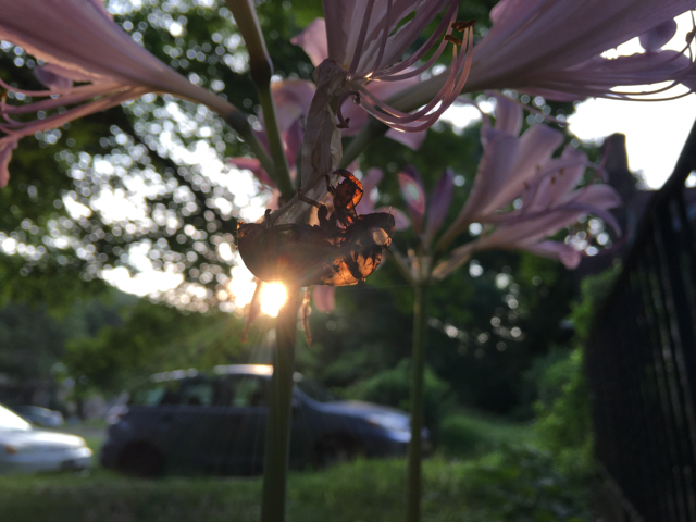 Surprise lillies also known as naked ladies plant with a cicada on branch described as pink megaphones on a stick
