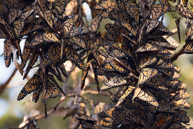 A swarm of monarch butterflies