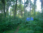 tent set back in woods, can barely see it past ferns and tall trees
