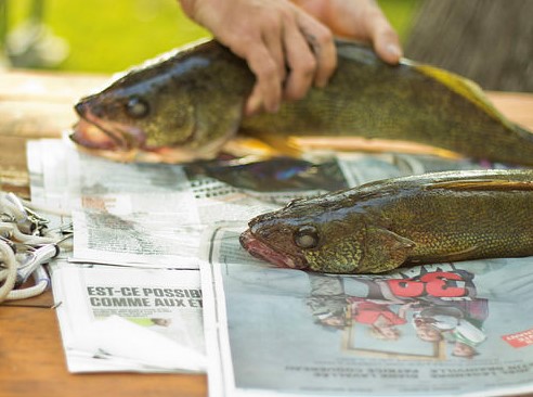 Two caught fish on newspaper ready to be cleaned