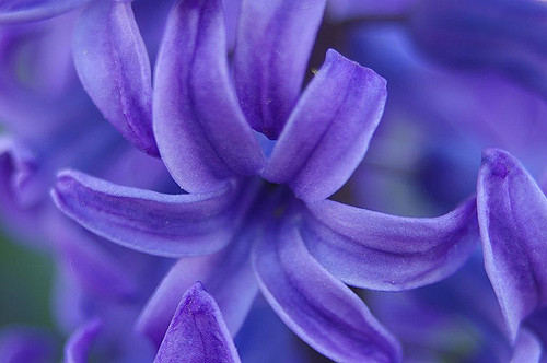 close up of a purple flower with petals - a hyacinth